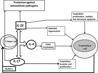 Cytokines, Hormones and Cellular Regulatory Mechanisms Favoring Successful Reproduction